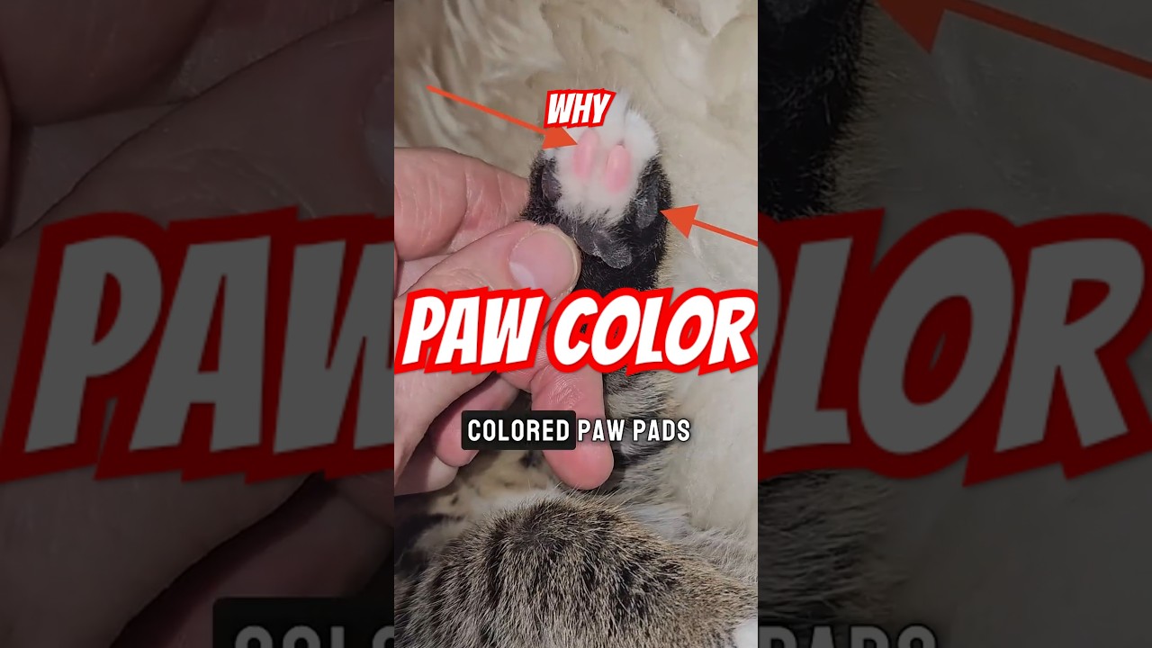Why Have Paw Pads Different Colors? 