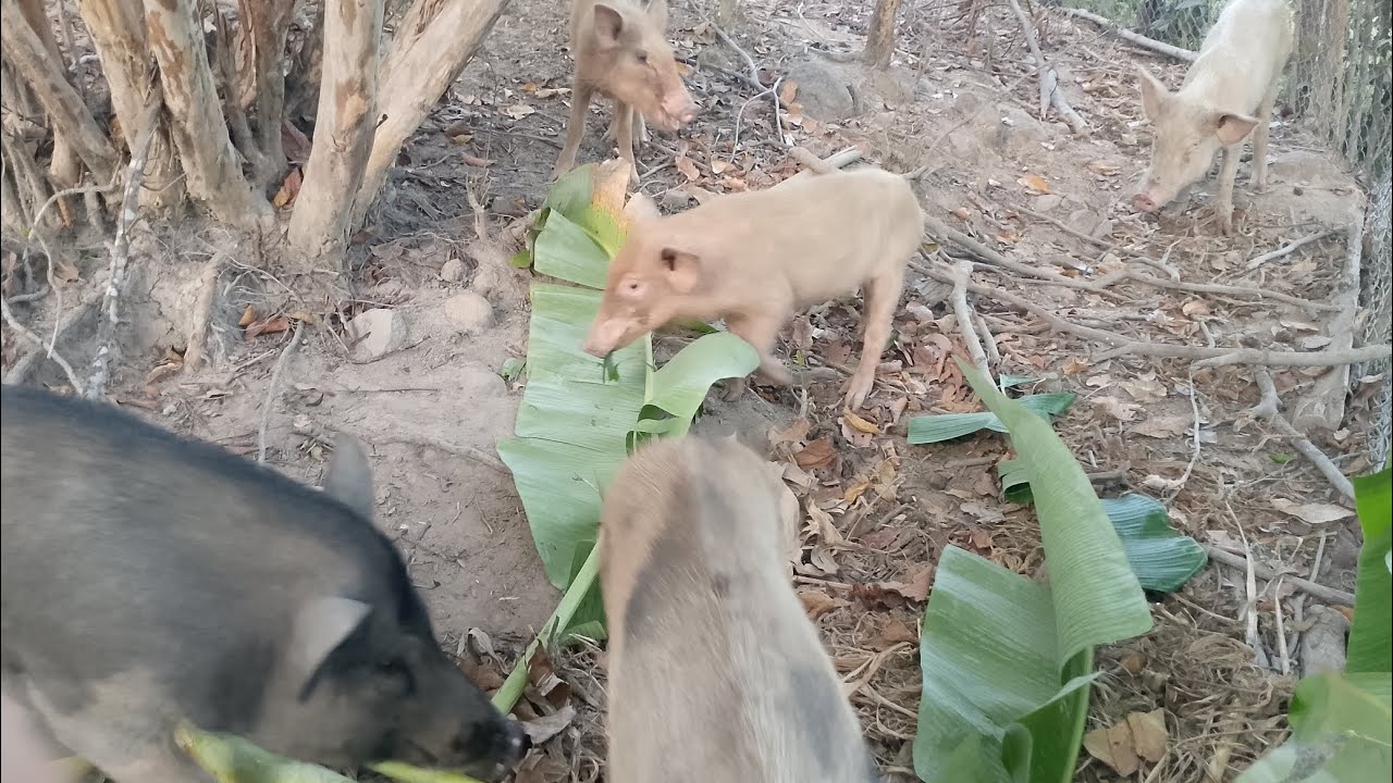 ពូធីរៀនចិញ្ចឹមជ្រូកកណ្តុរ ខែរងារដូវប្រាំង 