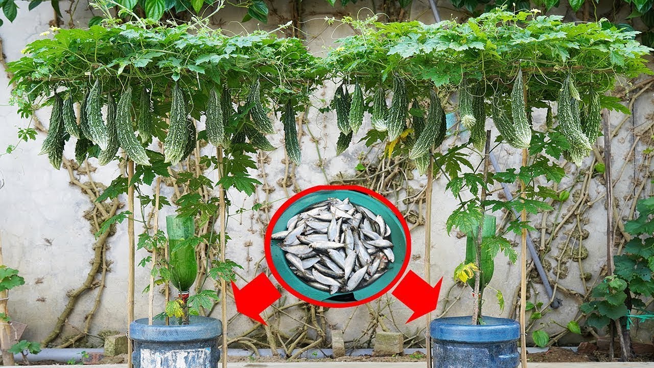 Grow a BOUNTIFUL Bitter Melon Harvest in Plastic Bottles!