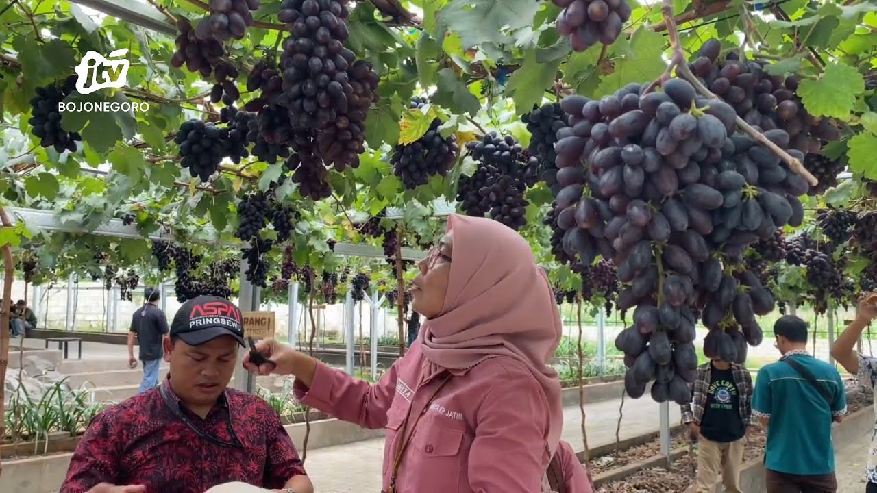 Melihat Wisata Petik Anggur di Tuban, Tawarkan Varian Anggur Dari 3 Negara