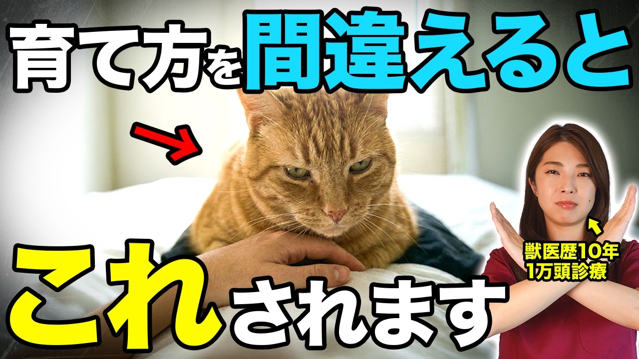猫の困った行動を悪化させるNGしつけ7選