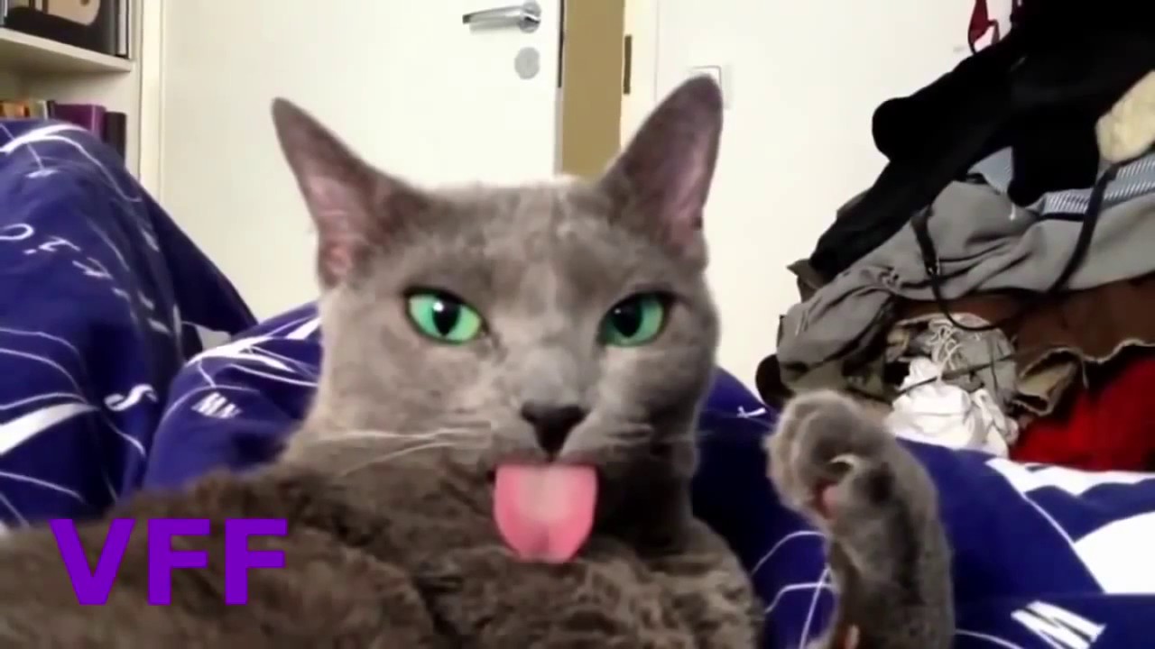 LOL Cat Fail Compilation Videos   Epic Funny Cats Jump Fail 2017