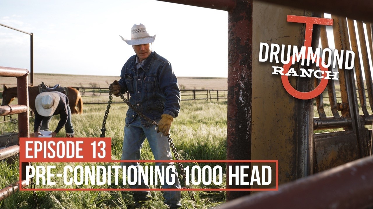 Pre-Conditioning 1000 Head of Cattle