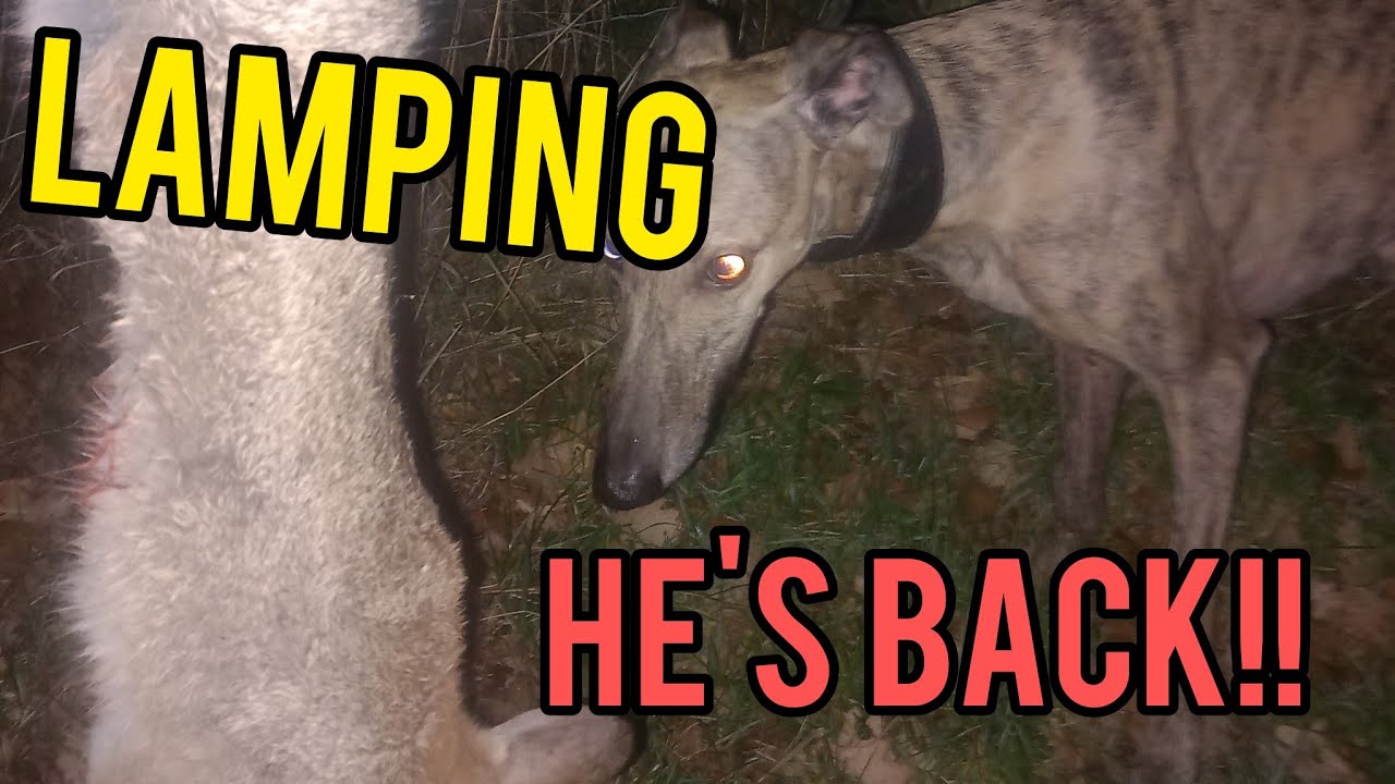 Lamping Rabbits  with Lurchers 2023