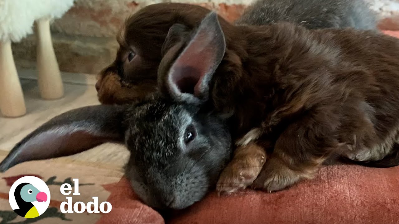 Este es el conejito m&aacute;s peque&ntilde;o del mundo | Peque&ntilde;o y Valiente | El Dodo