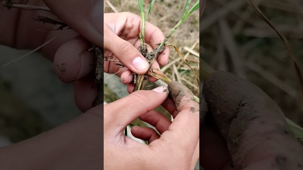 Stem borer in wheat #agriculture #farming #vegetables #fruits