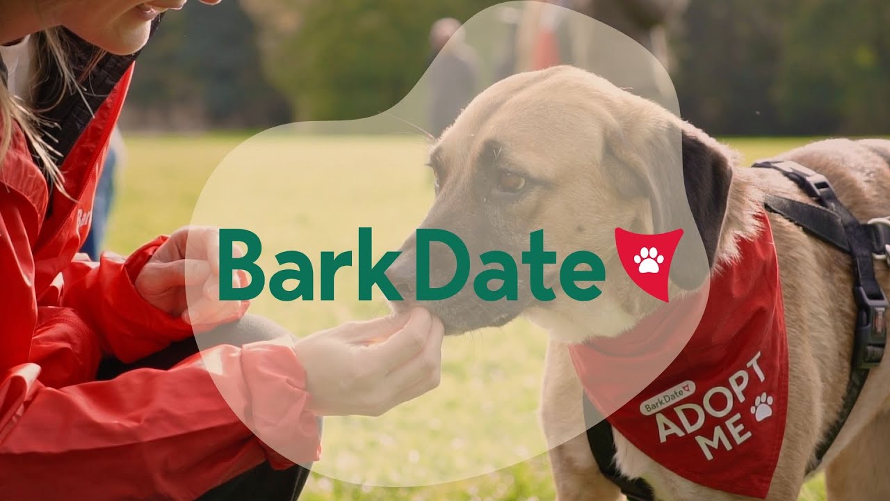THIS IS BARK DATE - Das erste Liveevent f&uuml;r Hunde aus dem Tierschutz, die ein Zuhause suchen.