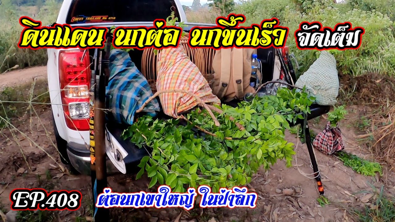 ต่อนกในป่าภูเขาลึก | ดินแดน นกต่อ นกขึ้นเร็ว EP.408