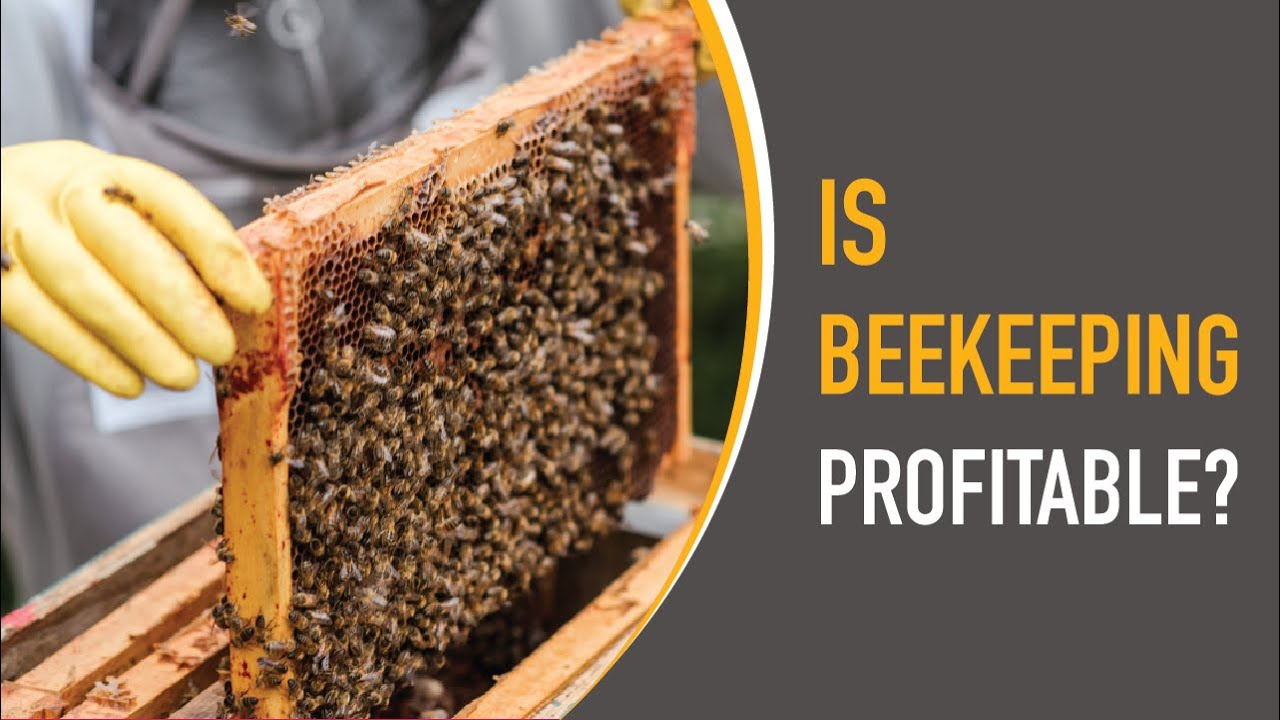 Is Beekeeping Profitable in Kenya?