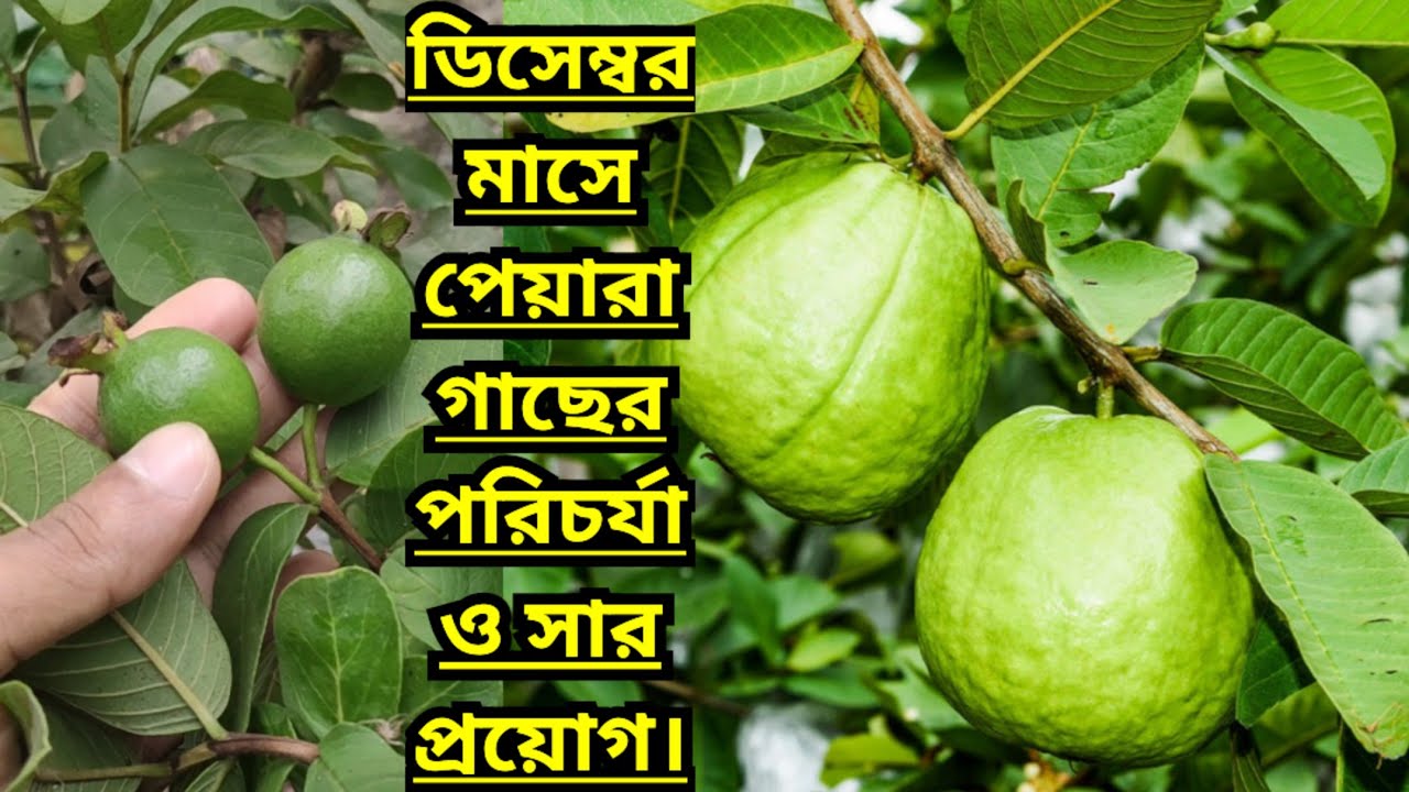 ডিসেম্বর মাসে পেয়ারা গাছের পরিচর্যা ও সার প্রয়োগ।।Care and Fertilization of Guava Tree in December