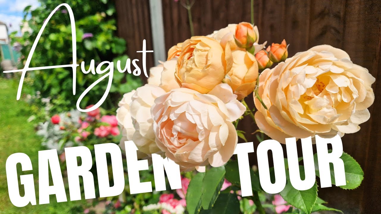 An explosion of colour: summer rose garden tour in August (David Austin, Tantau &others) 16Varieties
