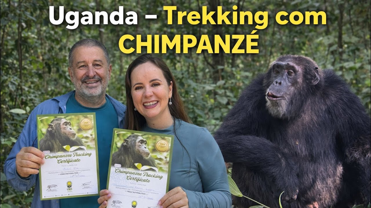 Uganda - Trekking com CHIMPANZÉS 