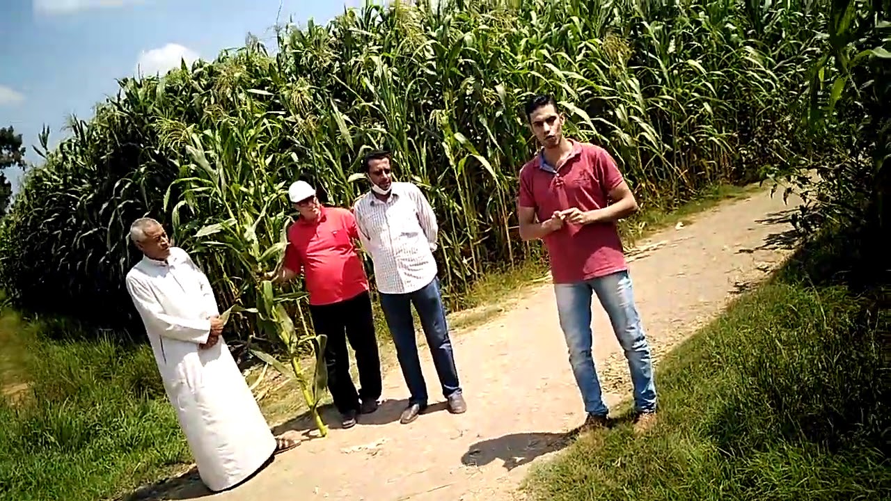 هجين جديدة من الذرة الريان يحدث ثورة في انتاج علف السيلاج بمصر