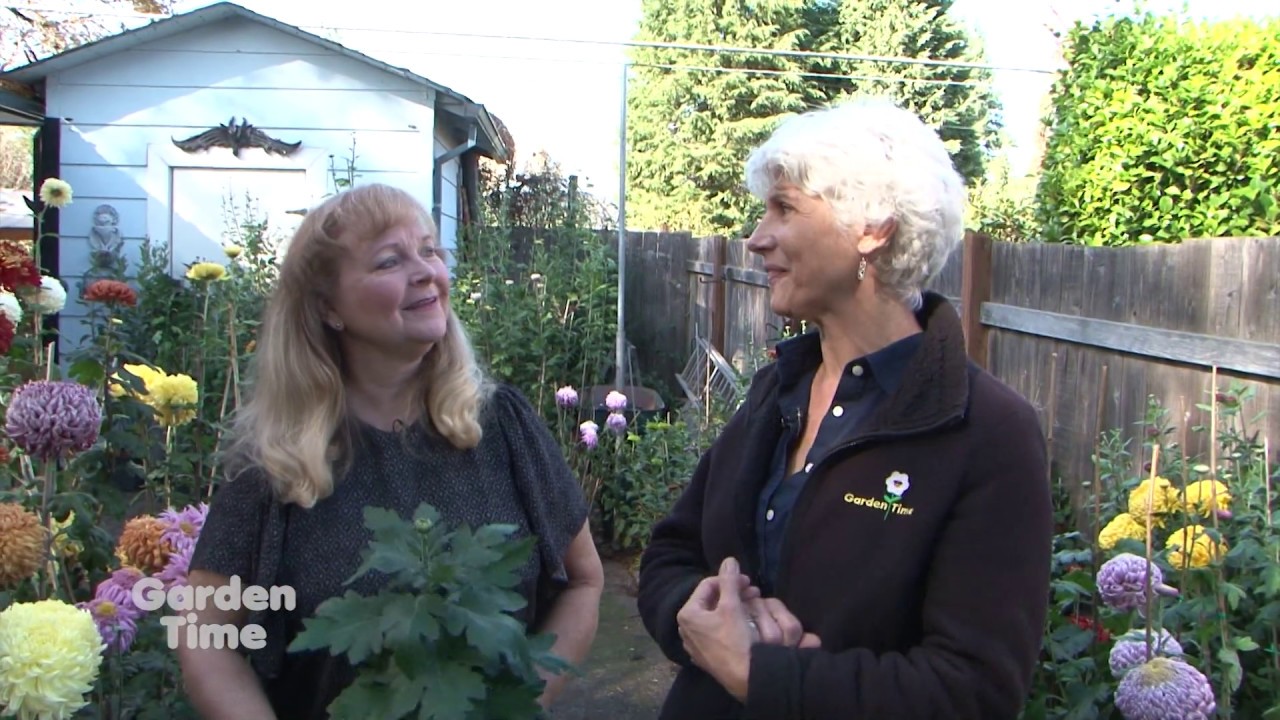 Growing Mums and Annual show