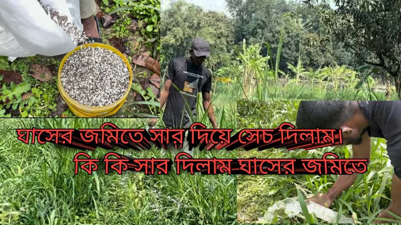 সার দিয়ে সেচ দিয়ে দিলাম ঘাসের জমিতে
