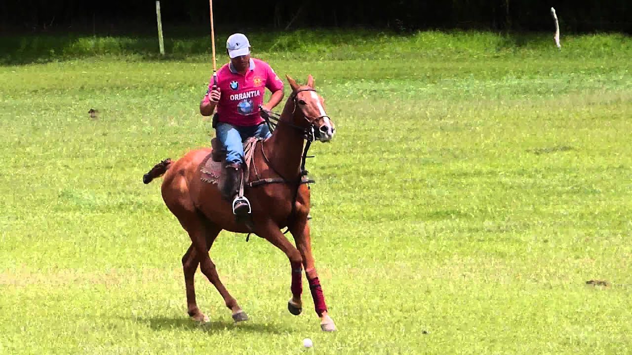 taqueo N.1    caballo:  gaston