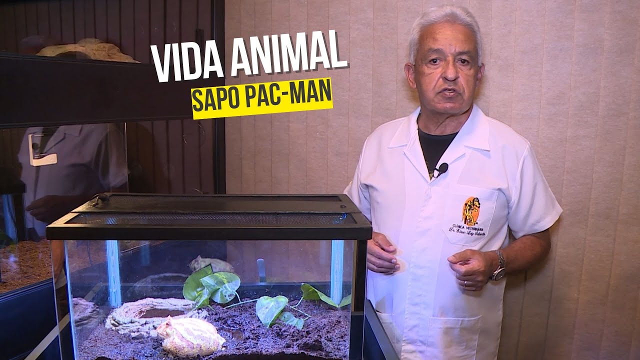 Vida Animal: Sapo Pac-Man