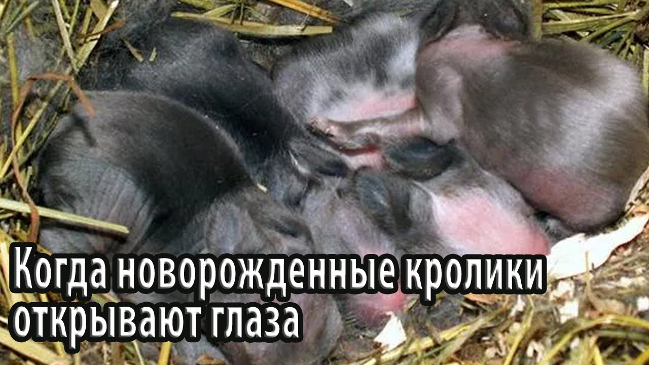 Когда новорожденные кролики открывают глаза