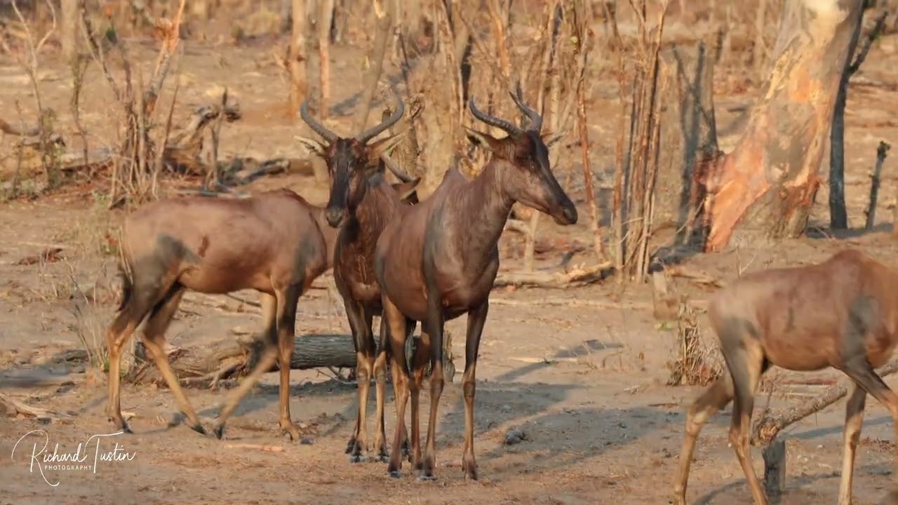 Tessesebe a rarely seen species in Southern Africa