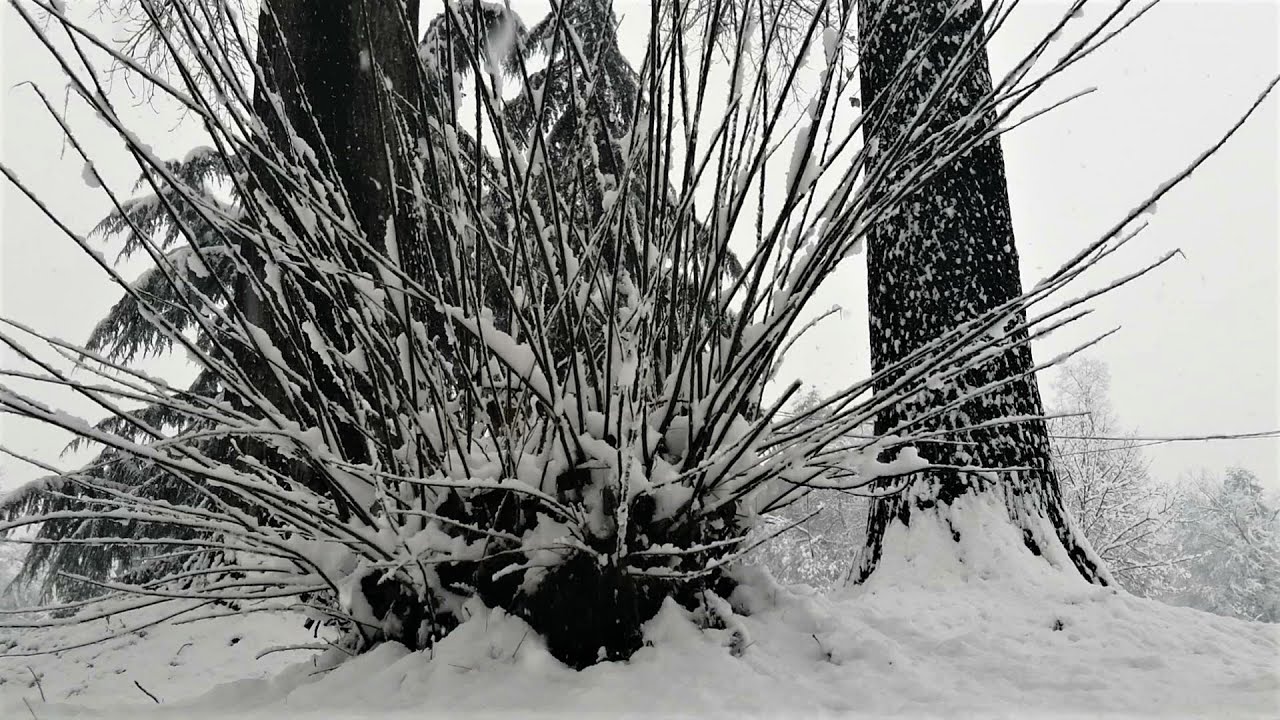 Snowfall - Meditative Music