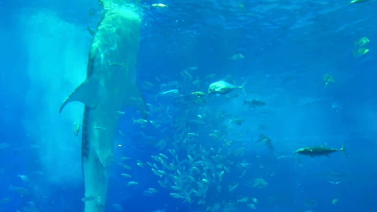 【2K】食事をするジンベエザメ@美ら海水族館 沖縄