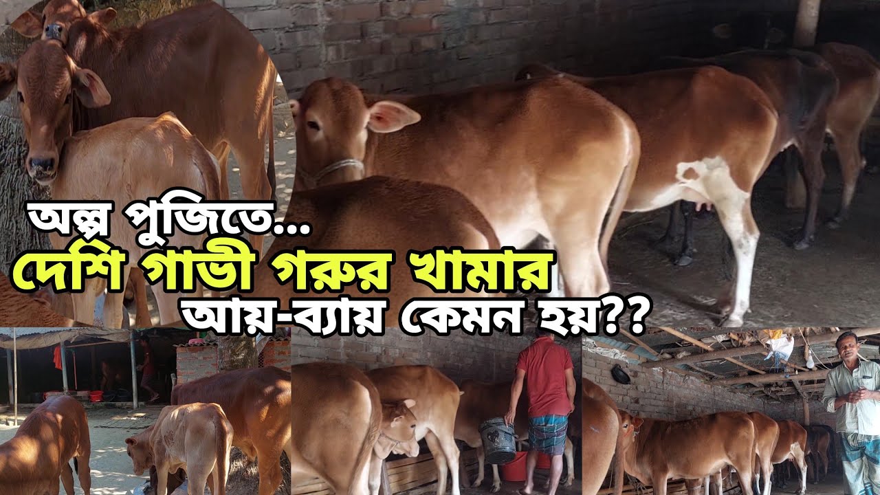 অল্প পুজিতে দেশি গাভী গরুর খামার | আয় ব্যায় কেমন হয় | Agro Dream Bangla