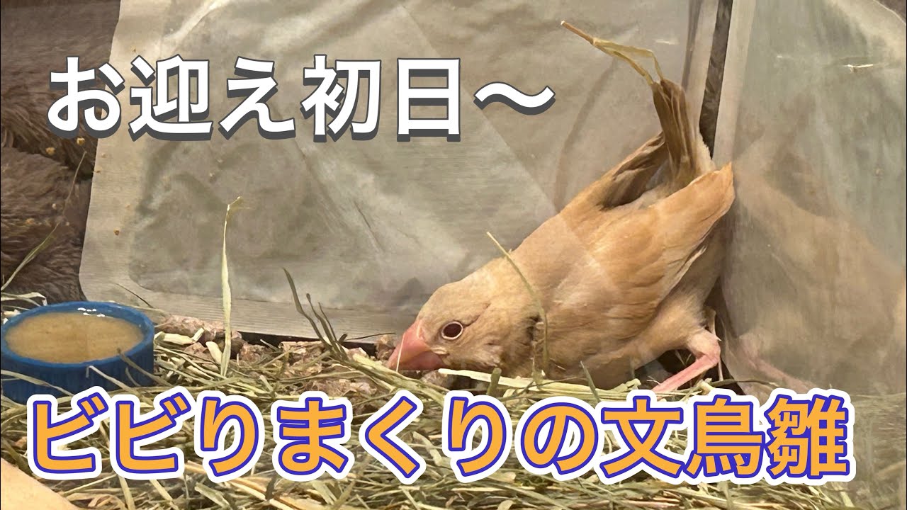 【緊張】お迎え初日〜極度に緊張した文鳥雛の様子をお送りします | 文鳥飼育vlog