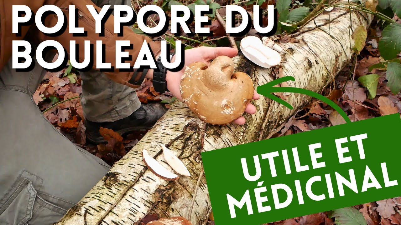 Le Polypore du bouleau (Champignon multi-usages)