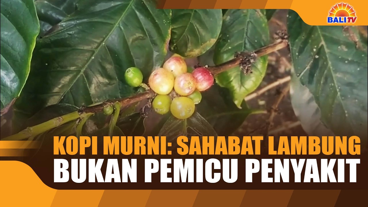 KOPI MURNI: SAHABAT LAMBUNG, BUKAN PEMICU PENYAKIT