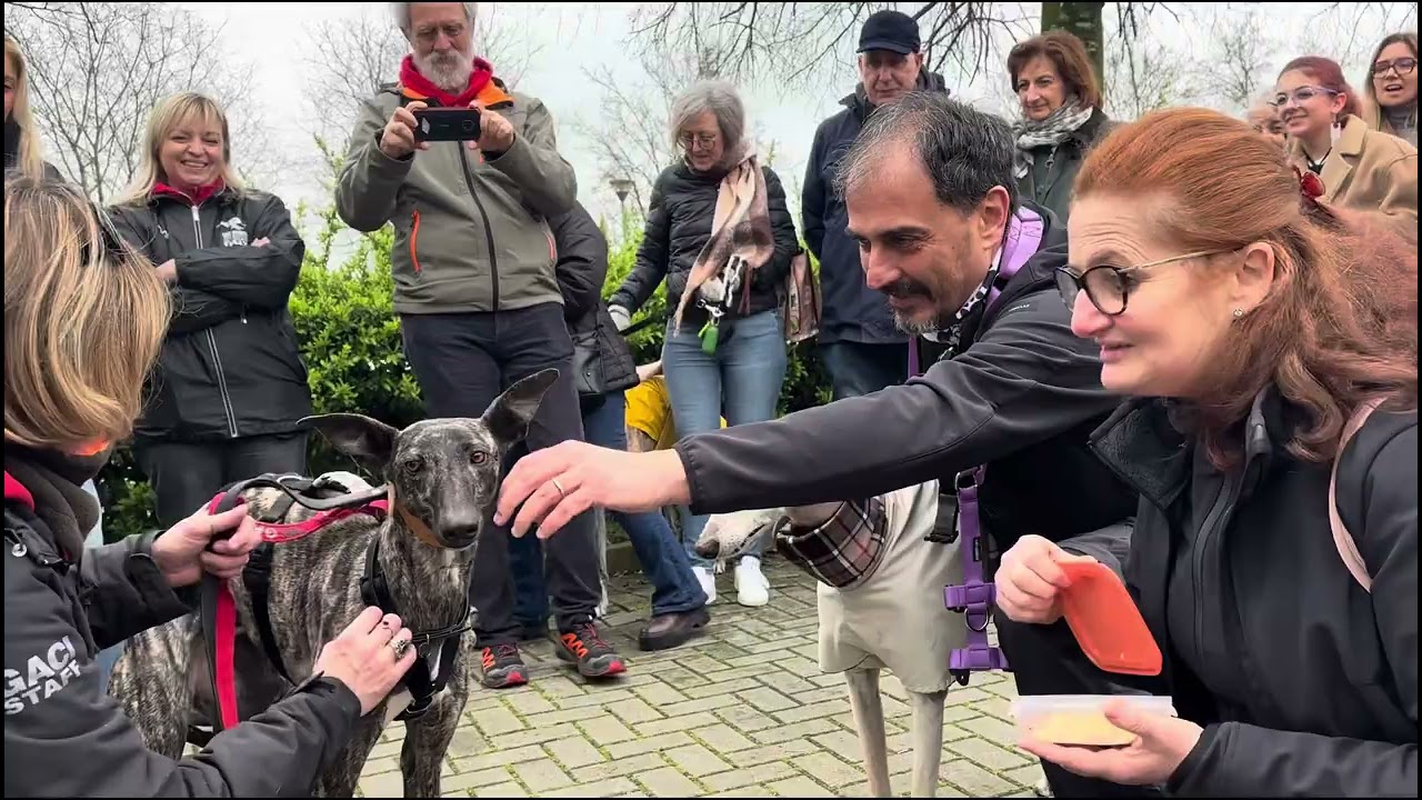 GACI ODV - Adozioni Levrieri Italia - 29 Marzo 2025 - Arrivo Galgo