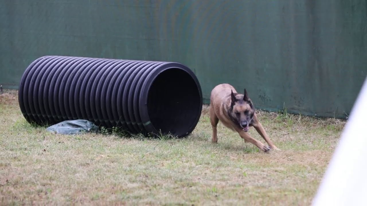 The #USArmy's Military Working Dogs in Action