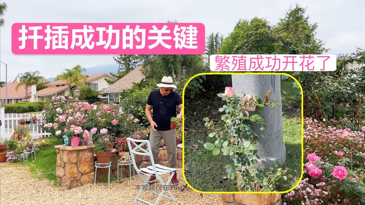 这点小改动成功繁殖扦插的关键，看龙沙宝石 新冰川月季 百香果成功过程（园艺篇230）