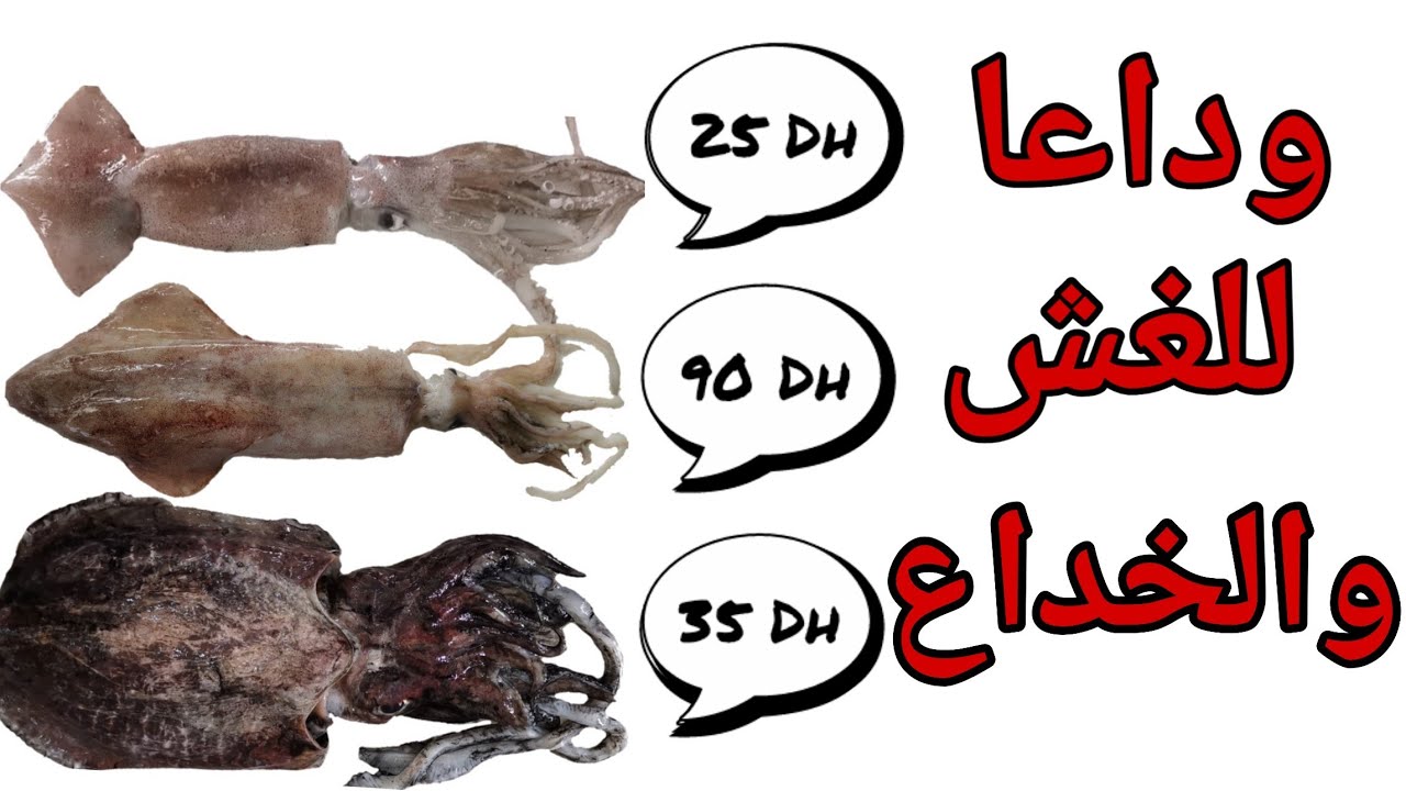 الفرق بين سمك الكلمار والبسمان و السيبيا  la différence entre calamar et seiche et passamar