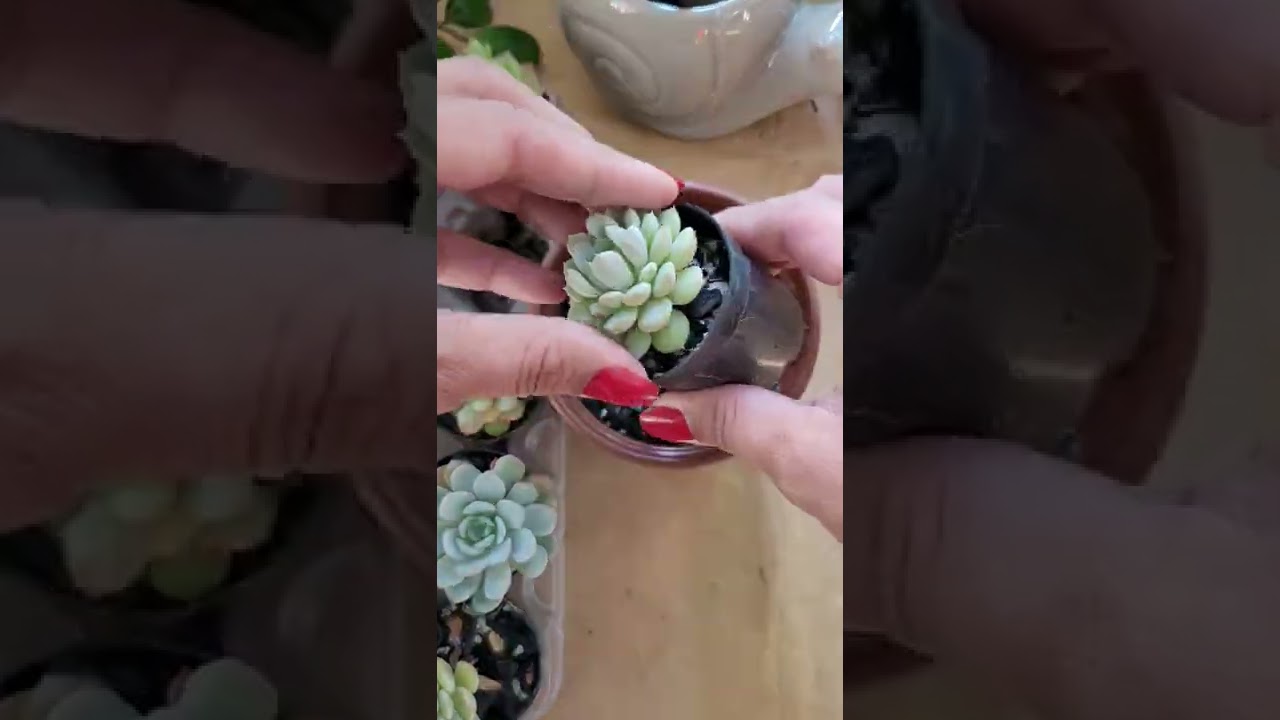 Replantando Suculenta ....#plantas #suculentas #natureza #cactos #garden #jardim #succulents