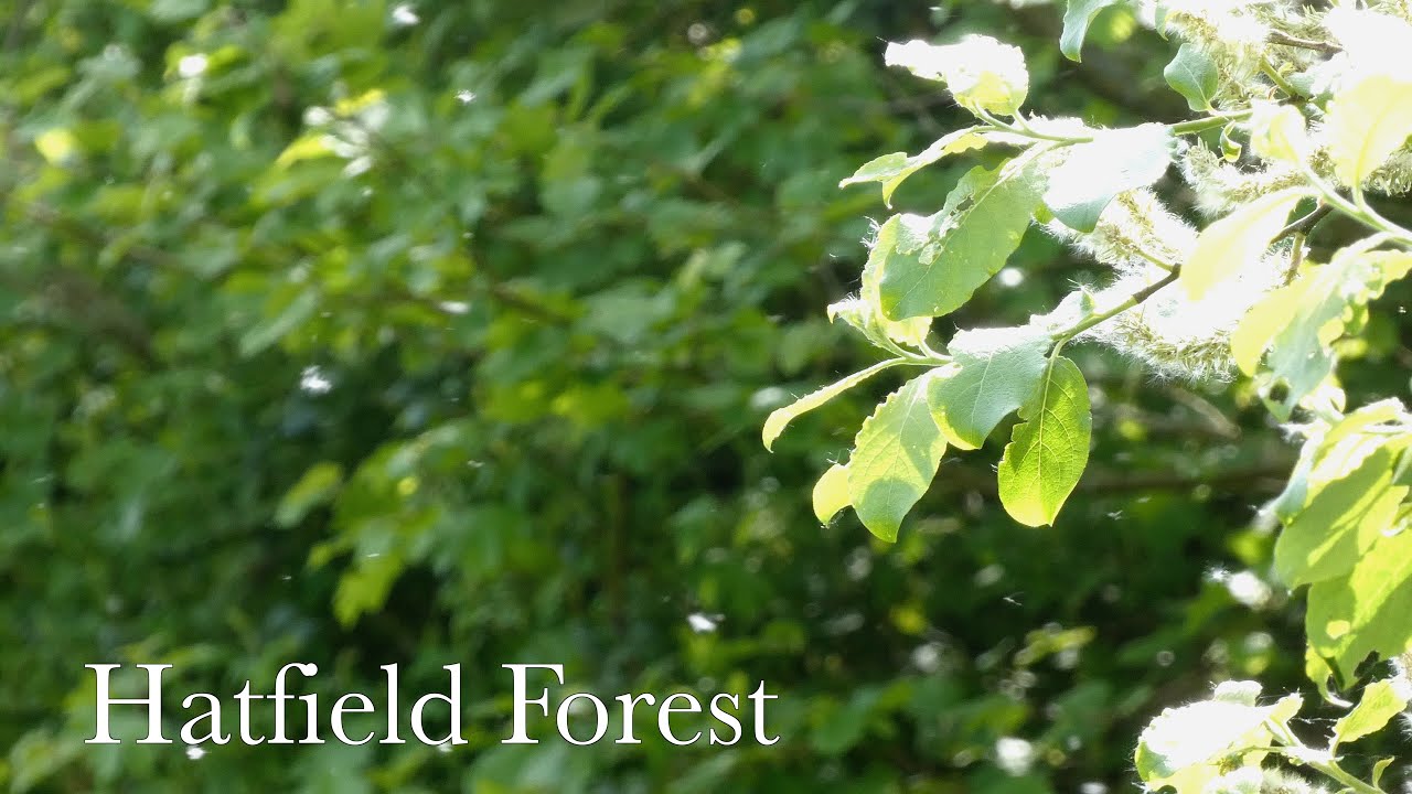 Hatfield Forest