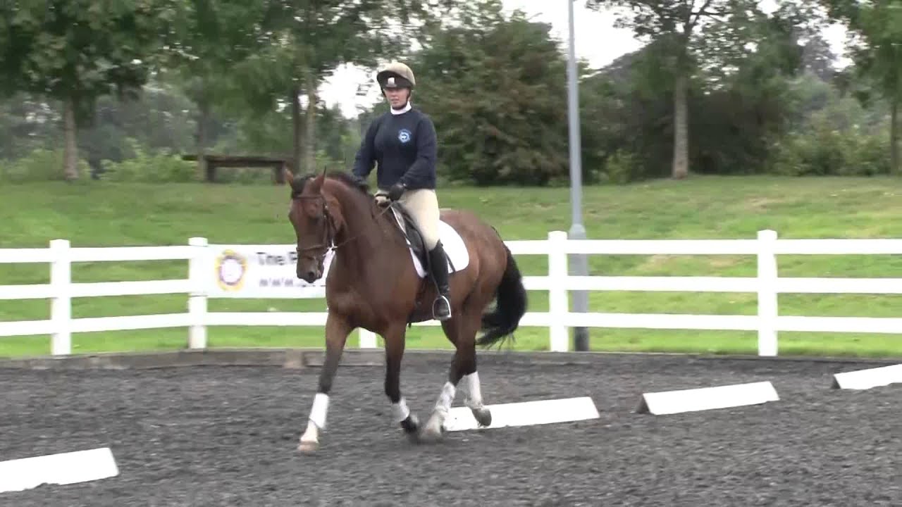 Riding Lengthened Strides in Trot