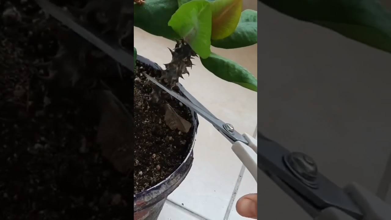 Dikenler tacı &ccedil;i&ccedil;eğinin kellesini kesiyorum