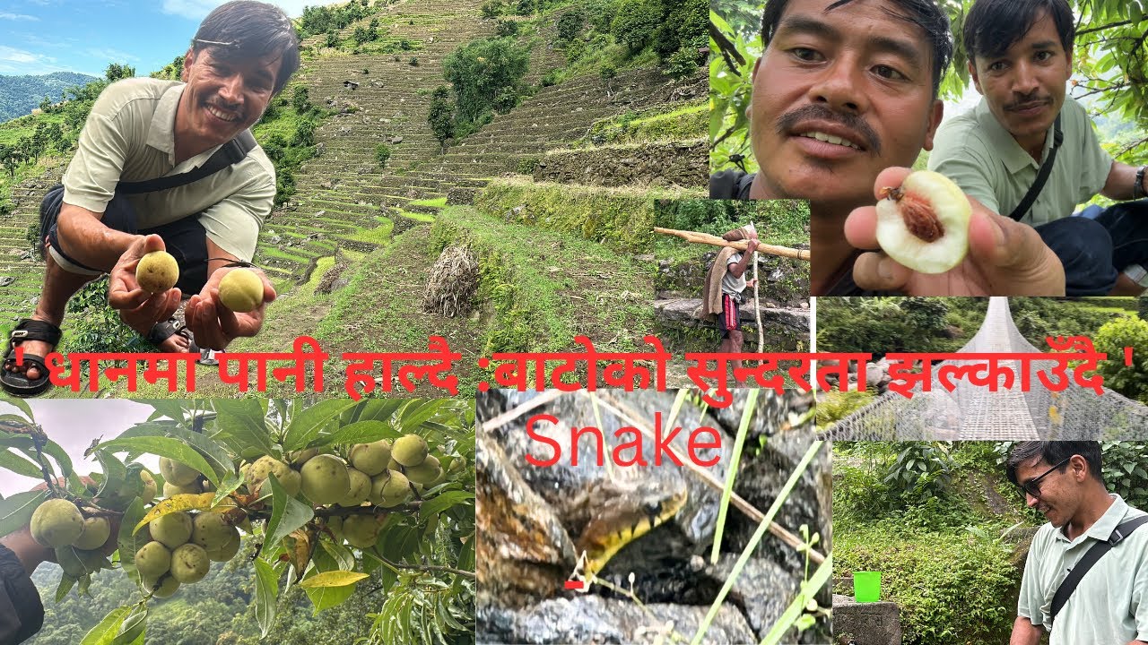 Nepali Village Farming Vlog।From Home to Paddy Field।#singdi #lamjungnepal #villagelife