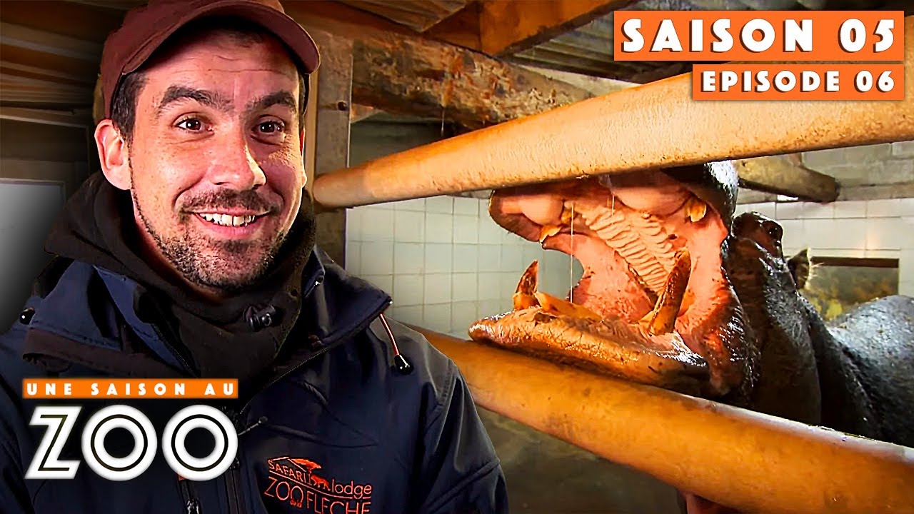Pich forme Béranger aux hippopotames ! | S05EP06 | Émission intégrale | Une saison au zoo