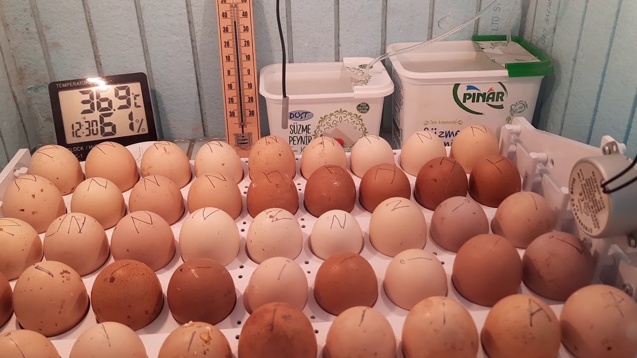 Strafor kuluçka makinamız 3.çıkım