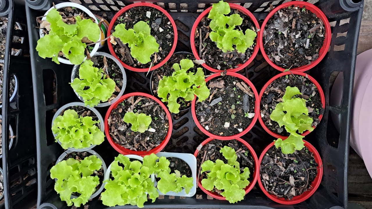 Como Plantar Alface Orgânica