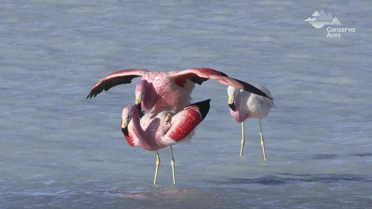 PROMETA: Establecimiento de un corredor ecológico altoandino en el río Chilenas, Potosí.