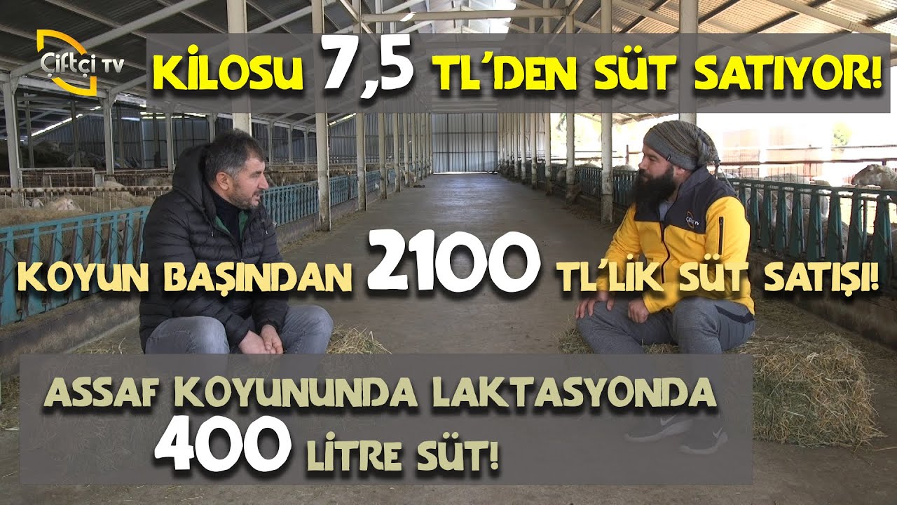 Üstün Başarı Sergileyen İşletme! (Kilosu 7,5 TL' den Süt Satıyor) - Koyuncu