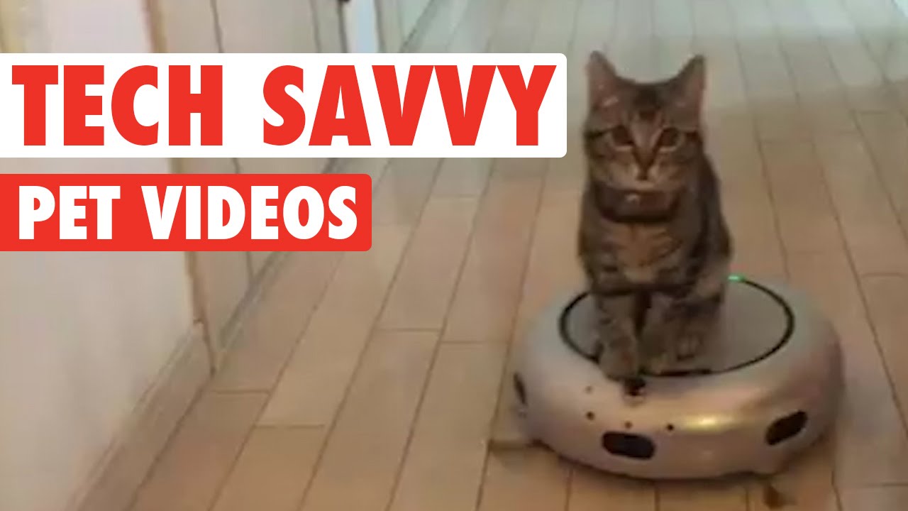 Tech-savvy Pets || Funny Pet Compilation