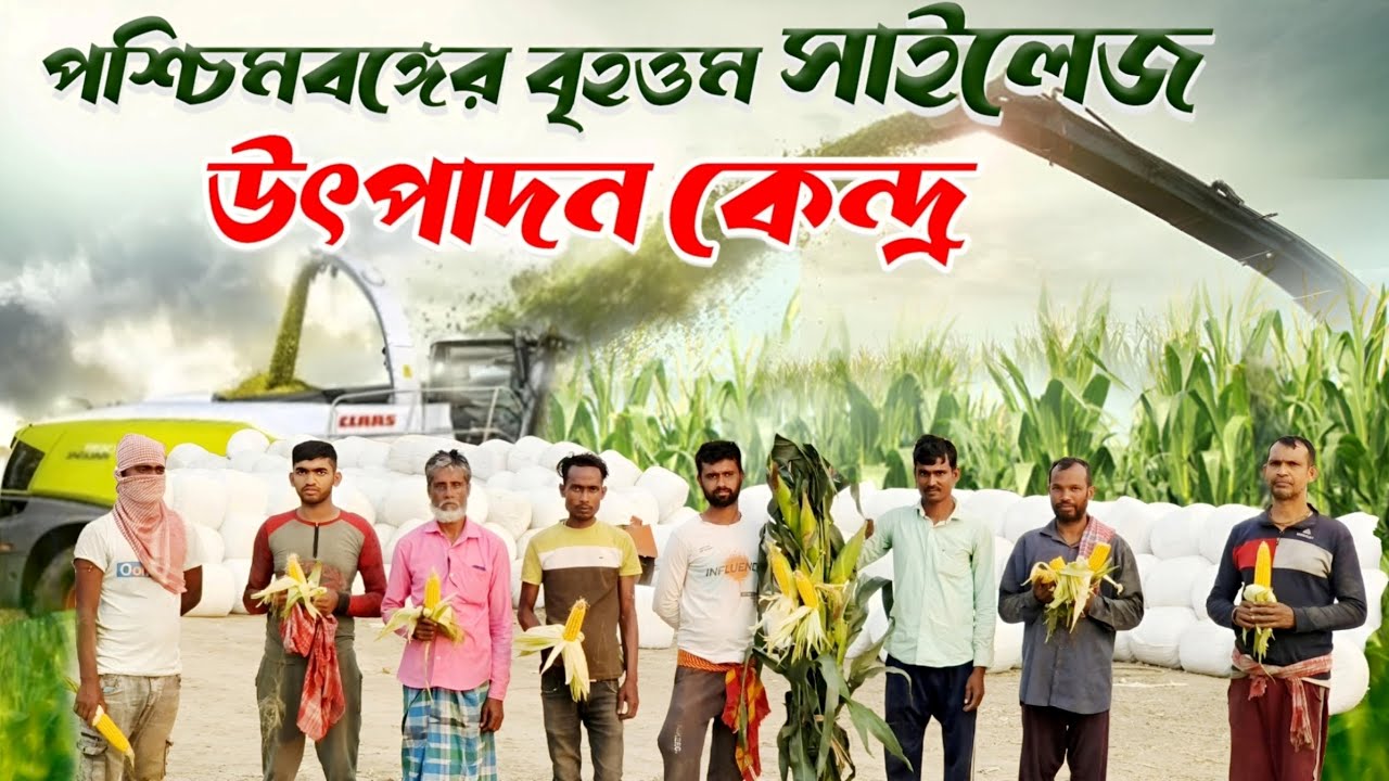 পশ্চিমবঙ্গের বৃহত্তম সাইলেজ উৎপাদন কেন্দ্র | Corn Silage ।  Dairy Feed | ভুট্টা সাইলেজ | Cow Silage