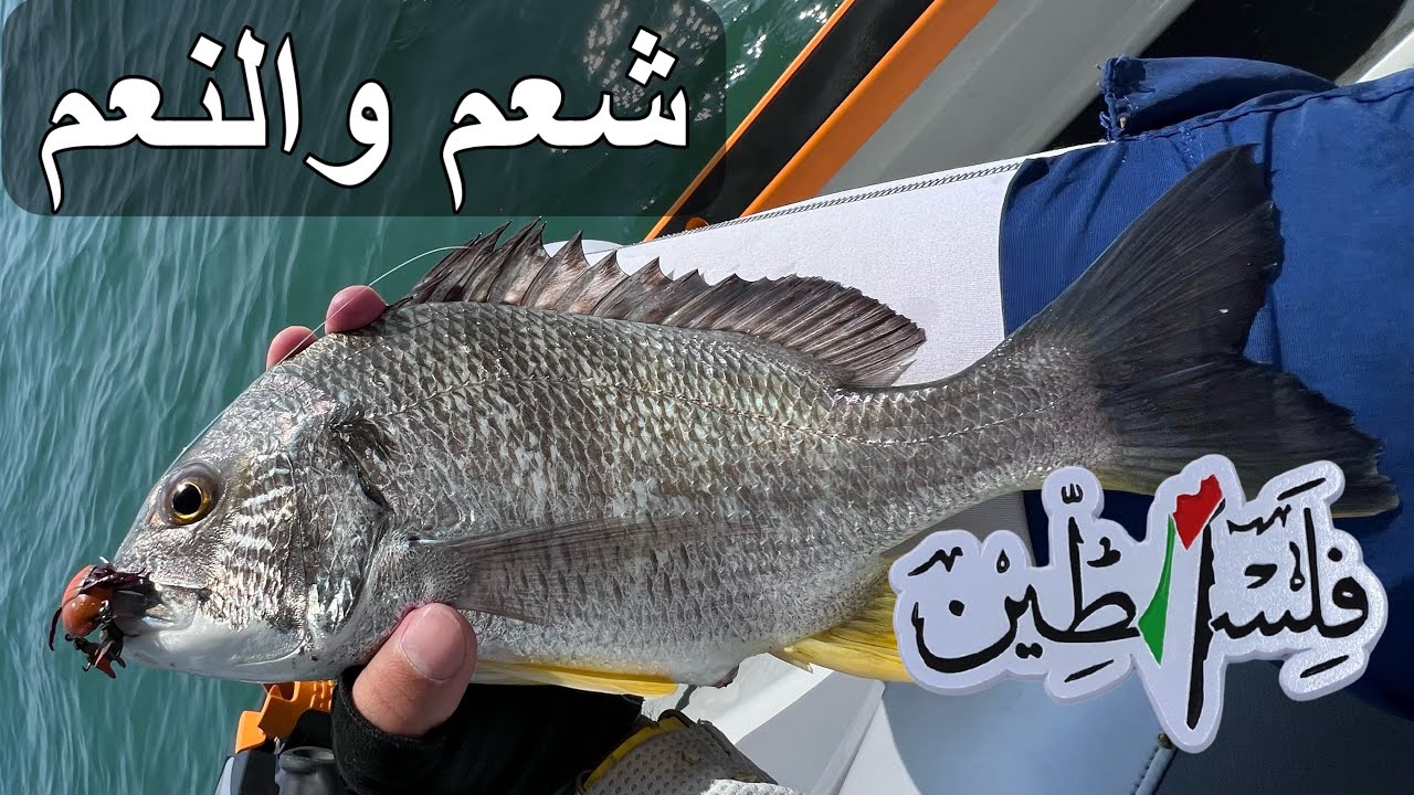 لفاح خفيف خفيف