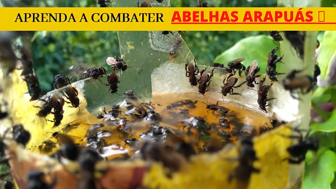 Abelhas Arapuás e os prejuízos no maracujá.