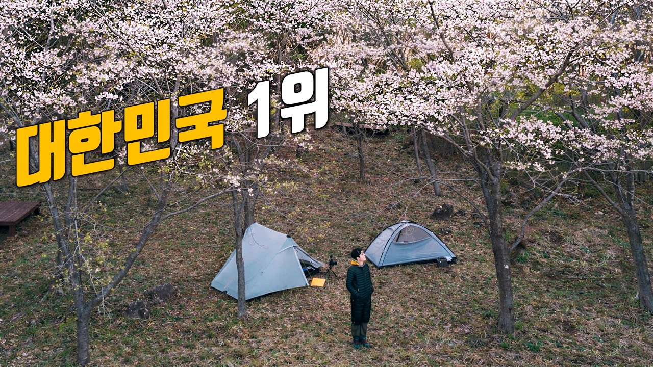 1년에 한번 기회!  대한민국에서 벚꽃이 가장 많다는 도시로 백패킹을 다녀왔습니다.