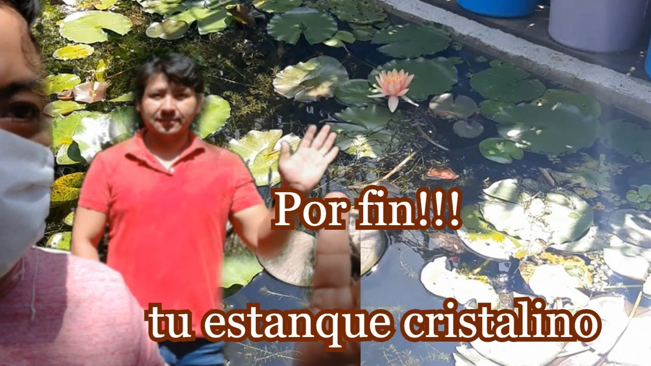 Por fin Revelado!!! la manera mas fácil de eliminar las algas de tu estanque casero!!
