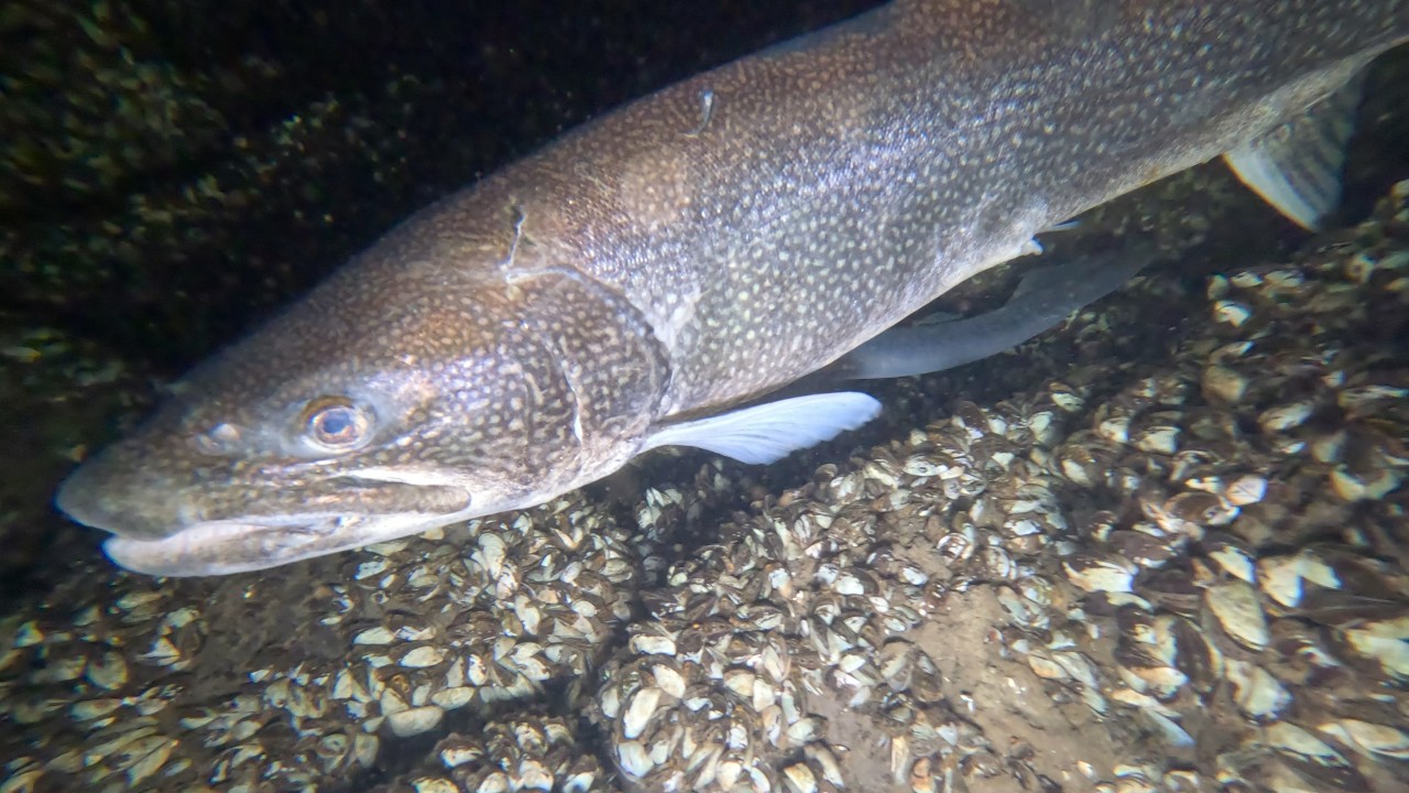 Snorkeling with Spawning Lake Trout & Collecting Lures in Frigid Lake Champlain: Underwater Footage